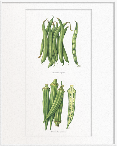 Phaseolus vulgaris (French Beans) x Abelmoschus esculentus (Okra/Ladies’ Fingers)