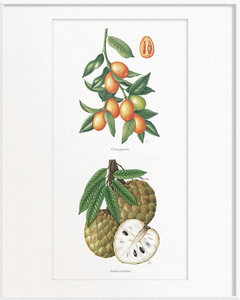 Citrus japonica (Kumquat) x Annona reticulata (Custard Apple)