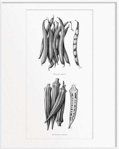 Phaseolus vulgaris (French Beans) x Abelmoschus esculentus (Okra/Ladies’ Fingers)