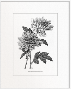 Chrysanthemum indicum (Chrysanthemum)