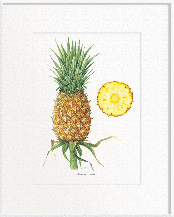 Ananas comosus (Pineapple)