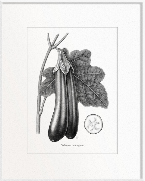 Solanum melongena (Brinjal/Eggplant)