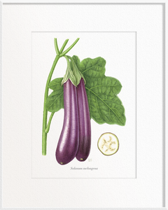 Solanum melongena (Brinjal/Eggplant)