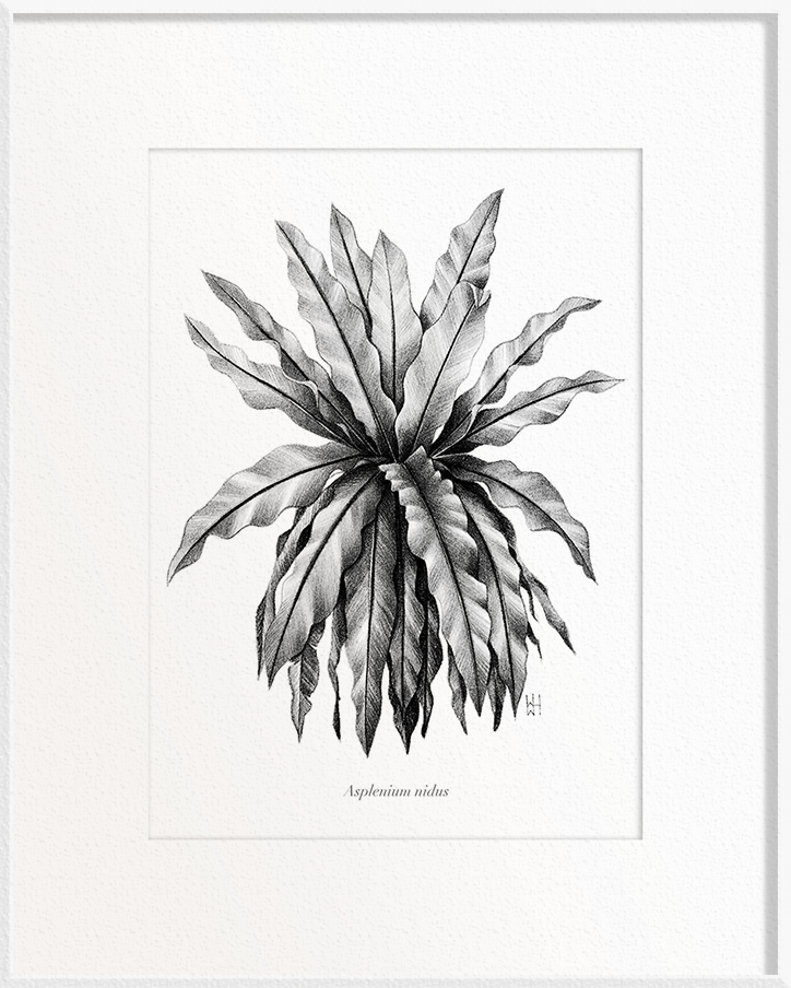 bird nest fern drawing Asplenium nidus (Bird’s-Nest Fern)