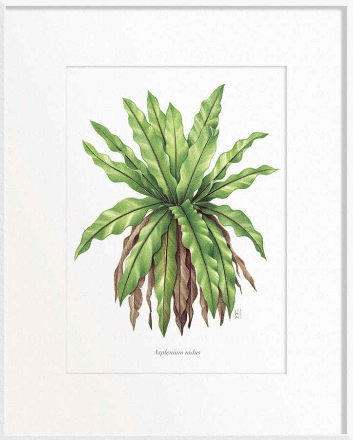 bird's nest fern botanical name Asplenium nidus (Bird's-Nest Fern) – Godmotherbooks