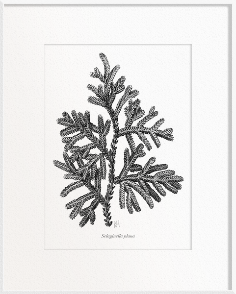 Selaginella plana (Selaginella/Spike Moss)