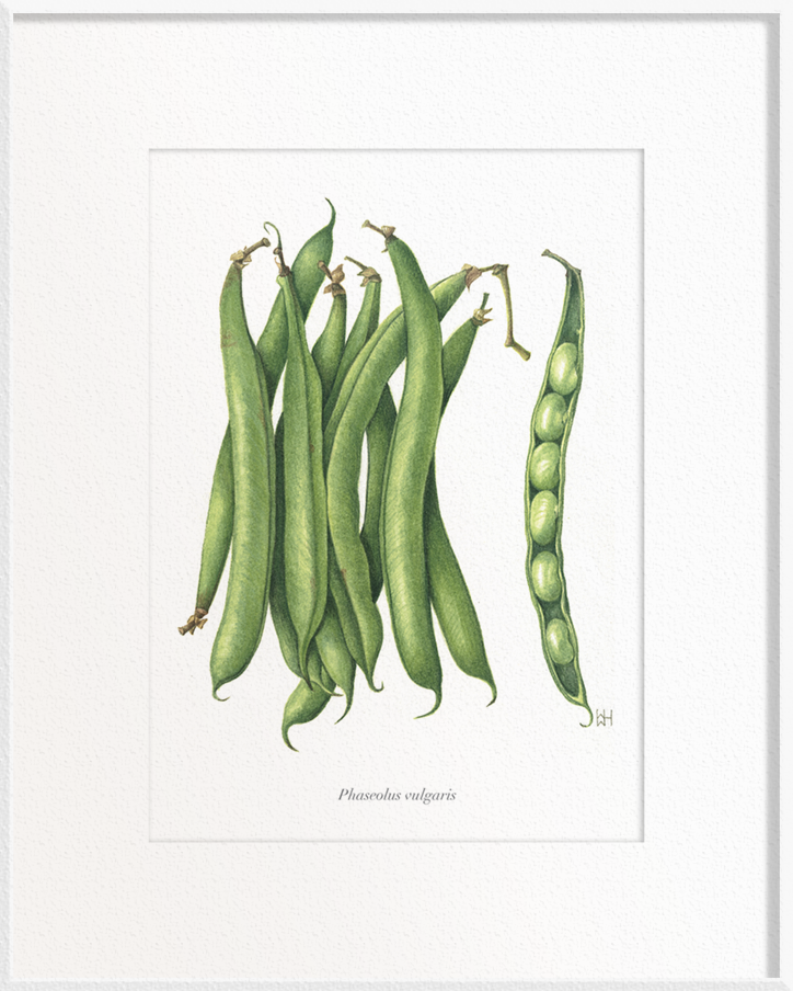 Phaseolus vulgaris (French Beans)