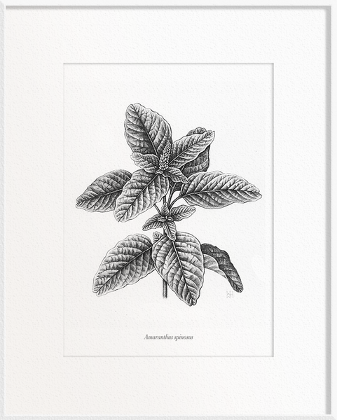 Amaranthus spinosus (Spinach)