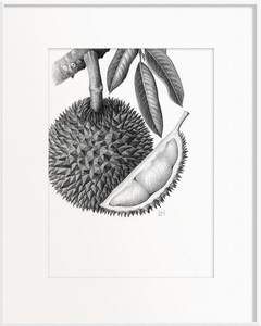 Durio zibethinus (Durian)
