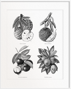 Annona reticulata (Custard Apple) x Durio zibenthinus (Durian) x Garcinia mangostana (Mangosteen) x Manilkara zapota (Chiku)