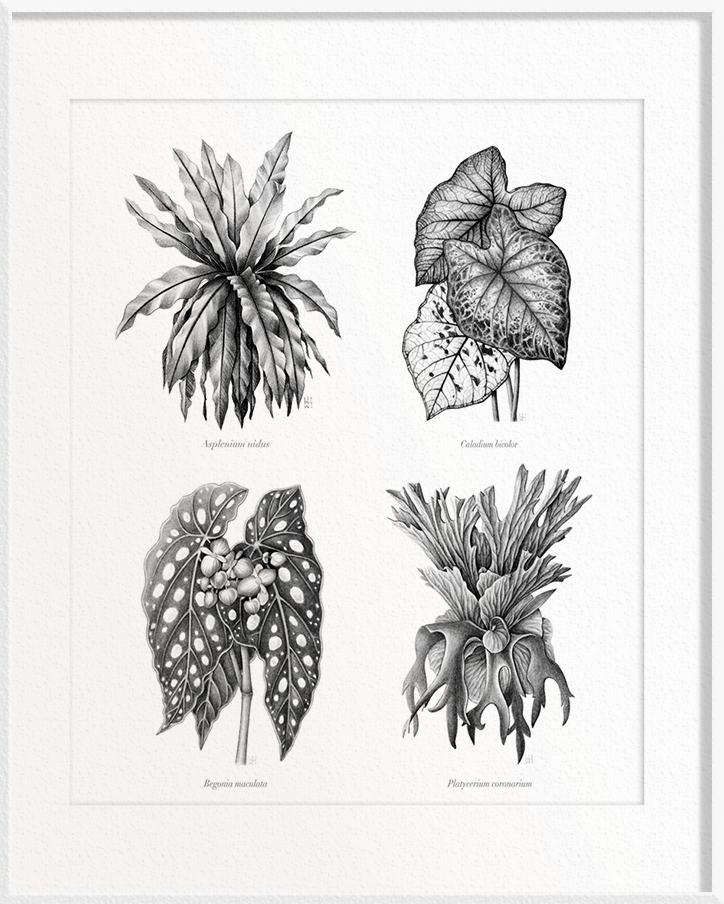 Asplenium nidus (Bird’s-Nest Fern) x Caladium bicolor (Caladium) x Begonia maculata (Begonia) x Platycerium coronarium (Staghorn Fern)