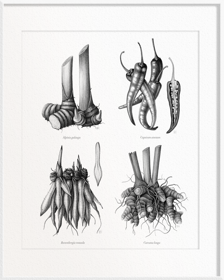 Alpinia galangal (Galangal) x Capiscum annum (Chilli) x Boesenbergia rotunda (Fingerroot) x Curcuma longa (Turmeric)
