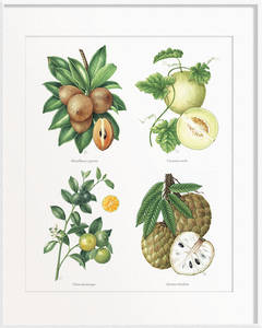 Manilkara zapota (Chiku) x Cucumis melo (Melon) x Citrus microcarpa (Calamansi/Orange Lime) x Annona reticulata (Custard Apple)