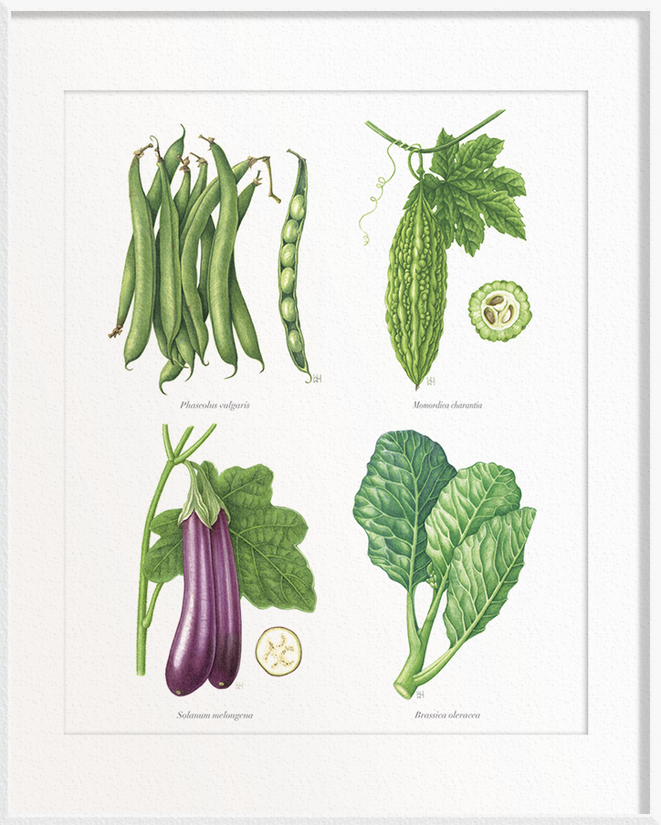 Phaseolus vulgaris (French Beans) x Momordica charantia (Bitter Gourd) x Solanum melongena (Brinjal/Eggplant) x Brassica oleracea (Kailan)