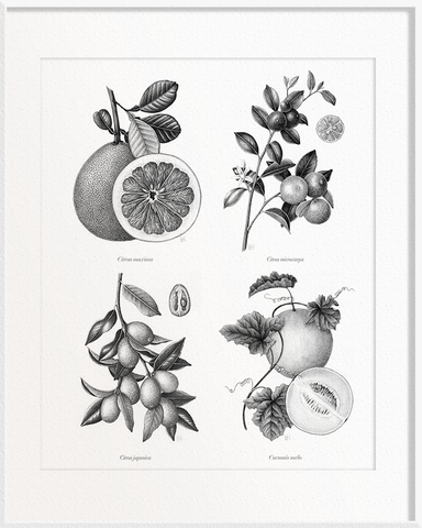 Citrus maxima (Pomelo) x Citrus microcarpa (Calamansi/Orange Lime) x Citrus japonica (Kumquat) x Cucumis melo (Melon)