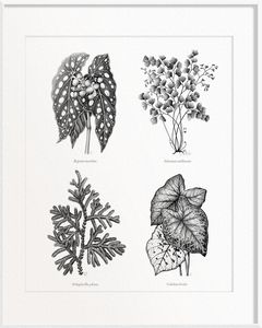 Begonia maculata (Begonia) x Selaginella plana (Selaginella) x Adiantum raddianum (Maidenhair Fern) x Caladium bicolor (Caladium)