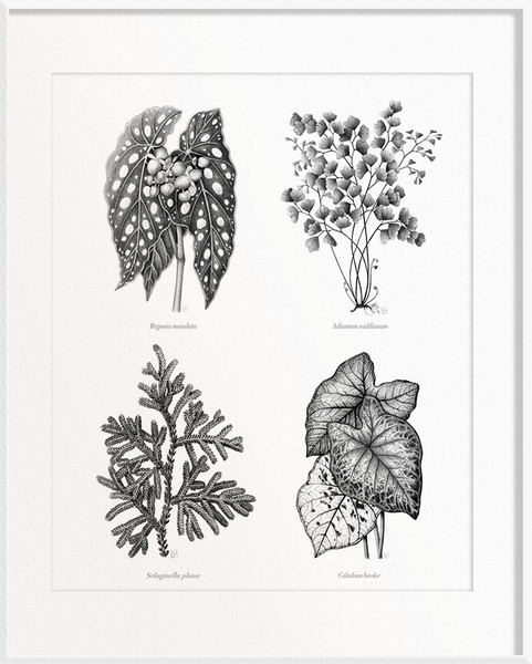 Begonia maculata (Begonia) x Selaginella plana (Selaginella) x Adiantum raddianum (Maidenhair Fern) x Caladium bicolor (Caladium)