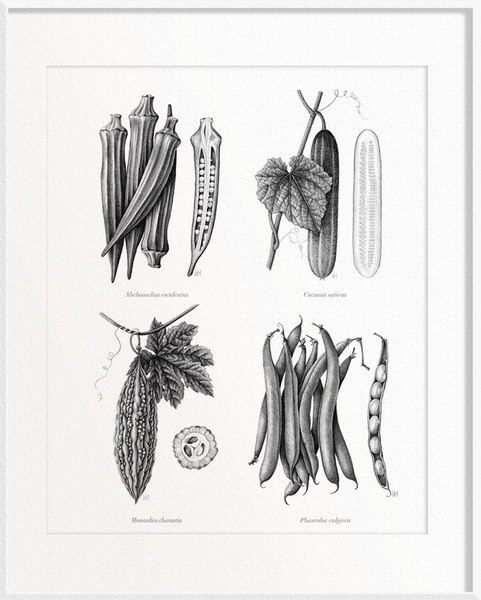 Abelmoschus esculentus (Okra/Ladies’ Fingers) x Cucumis sativus (Cucumber) x Momordica charantia (Bitter Gourd) x Phaseolus vulgaris (French Beans)