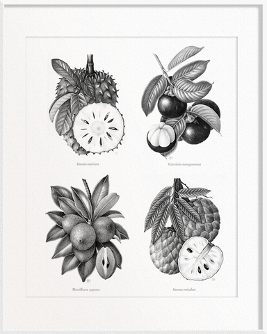 Annona muricata (Soursop) x Garcinia mangostana (Mangosteen) x Manilkara zapota (Chiku) x Annona reticulata (Custard Apple)