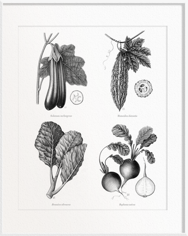 Solanum melongena (Brinjal/Eggplant) x Momordica charantia (Bitter Gourd) x  Brassica oleracea (Kailan) x Raphanus sativus (Radish)