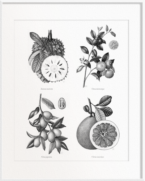Annona muricata (Soursop) x Citrus microcarpa (Calamansi/Orange Lime) x Citrus japonica (Kumquat) x Citrus maxima (Pomelo)