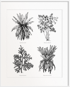 Asplenium nidus (Bird’s-Nest Fern) x Adiantum raddianum (Maidenhair Fern) x Selaginella plana (Selaginella) x Platycerium coronarium (Staghorn Fern)