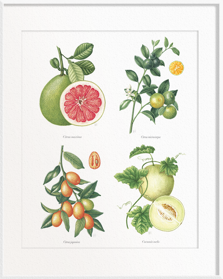 Citrus maxima (Pomelo) x Citrus microcarpa (Calamansi/Orange Lime) x Citrus japonica (Kumquat) x Cucumis melo (Melon)