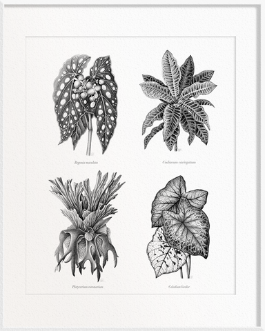 Begonia maculata (Begonia) x Codiaeum variegatum (Coroton) x Platycerium coronarium (Staghorn Fern) x Caladium bicolor (Caladium)