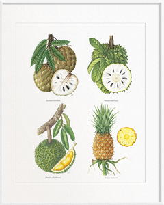 Annona reticulata (Custard Apple) x Annona muricata (Soursop) x Durio zibethinus (Durian) x Ananas comosus (Pineapple)